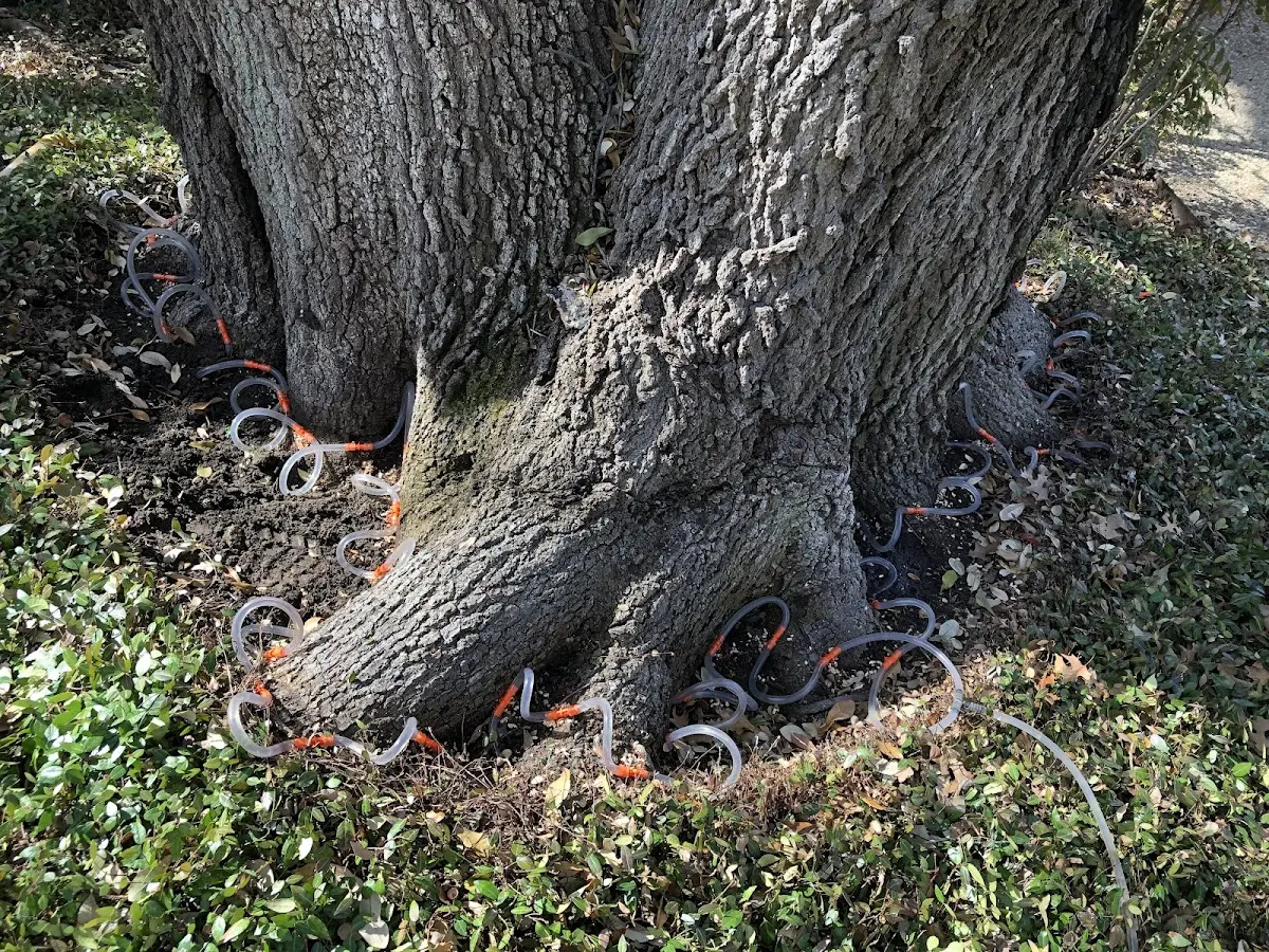Detailed Tree Cabling and Bracing job site in Santa Rosa Beach