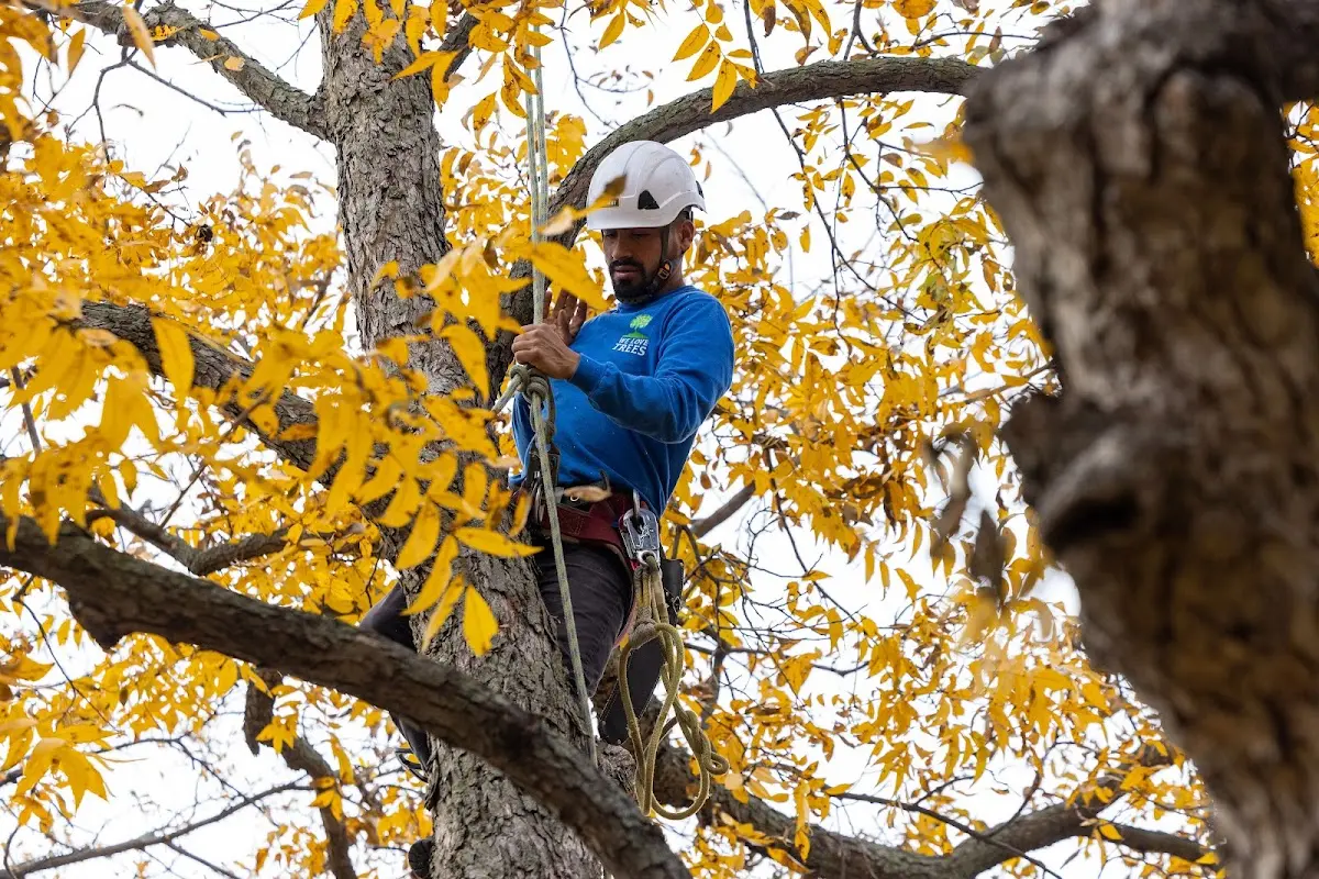Skilled Tree Planing crew working in Santa Rosa Beach